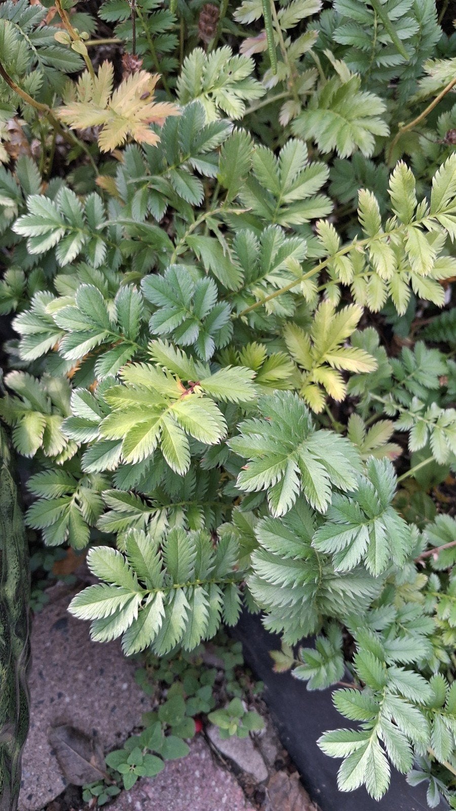 tuinplant bodembedekker zilverschoon, Ophalen, Halfschaduw