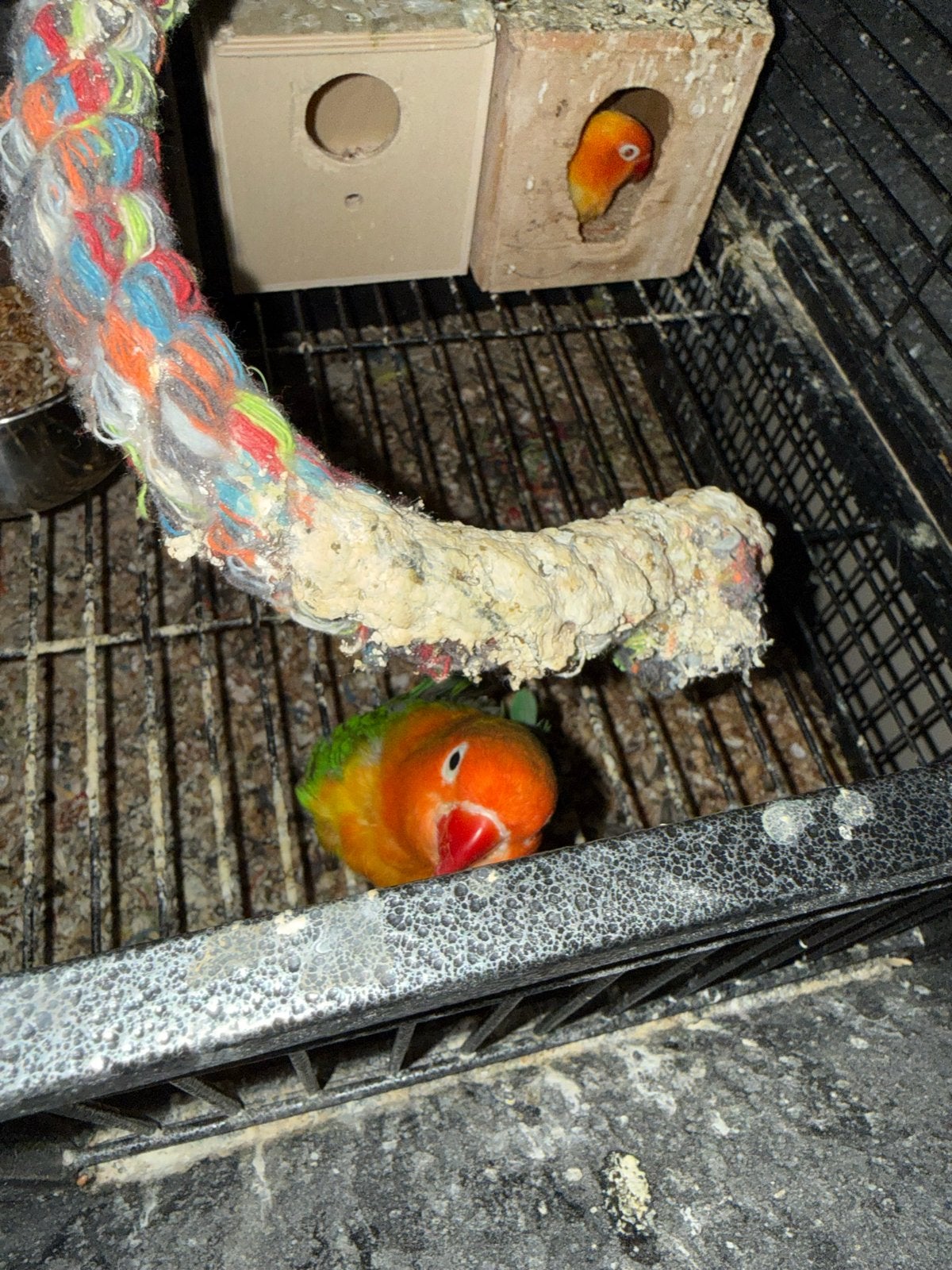 Agapornis vogels, Meerdere dieren, Dwergpapegaai of Agapornis