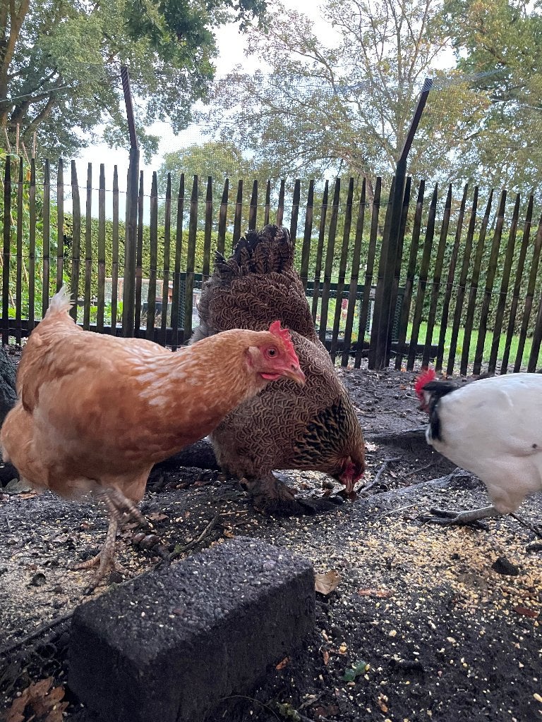 Kippen, Dieren en Toebehoren, Vrouwelijk, Kip