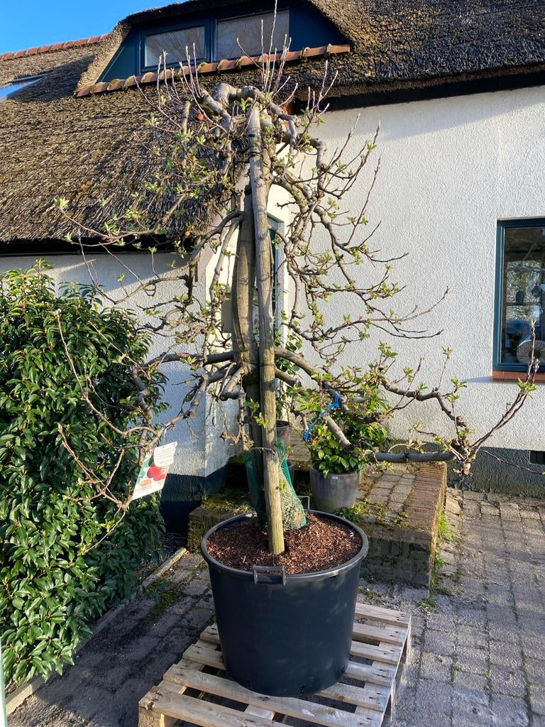 25-jarige Elstar Appelboom, Ophalen, Lente, In pot, Appelboom