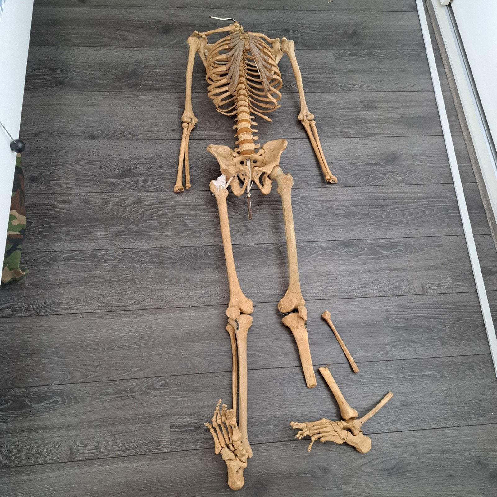 anatomisch skelet ( Halloween ? ), Ophalen, Halloween of Griezel