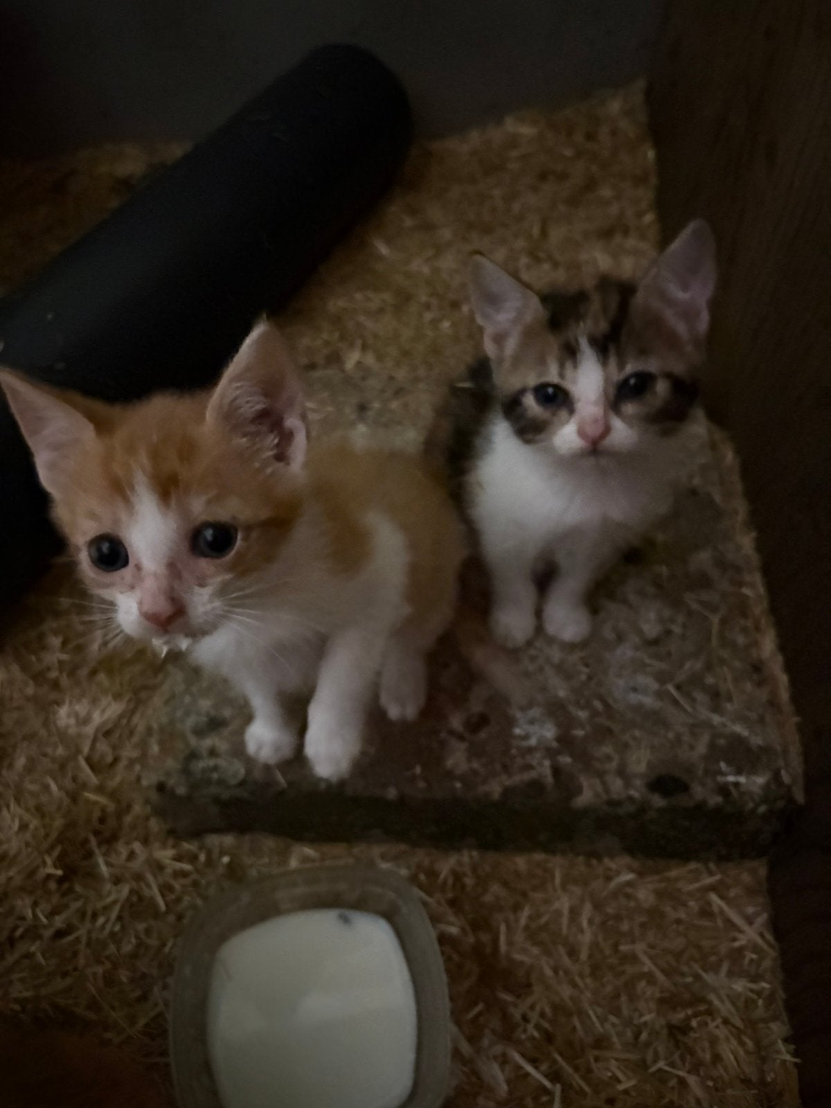 Boerderij Kittens, Meerdere dieren, 0 tot 2 jaar