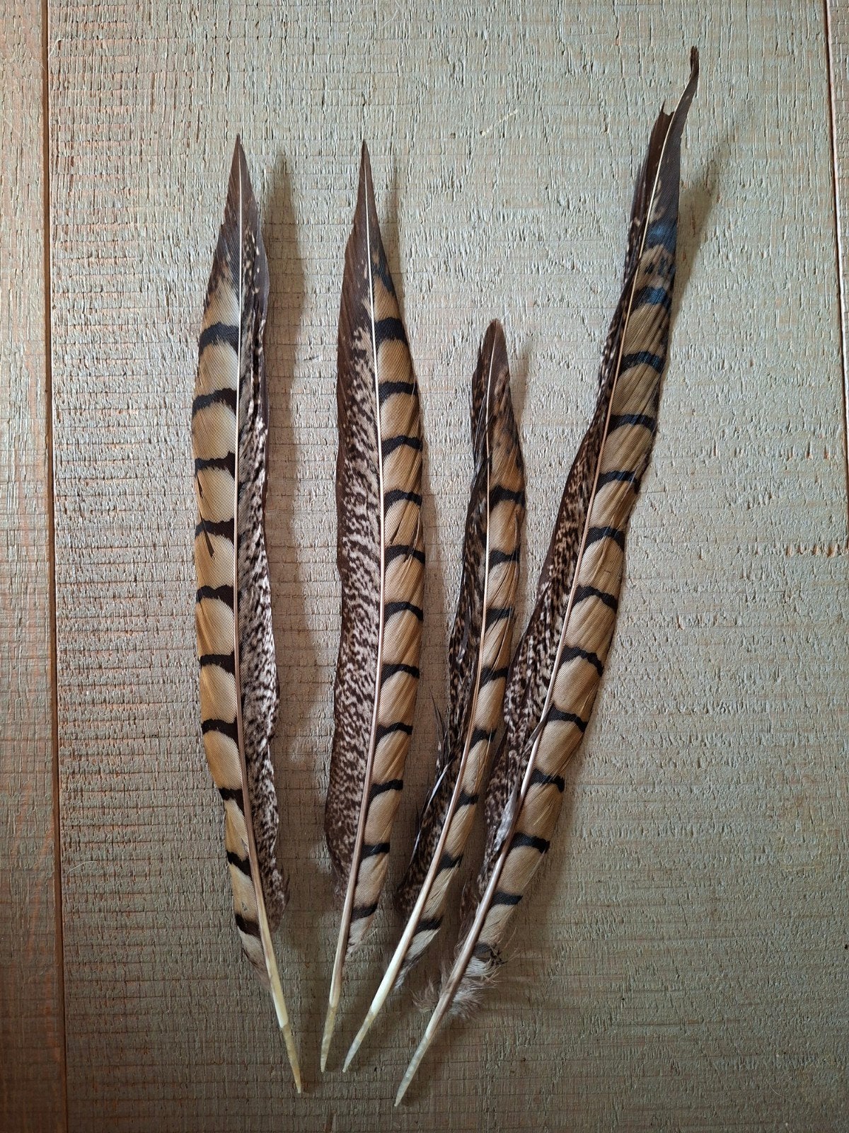 4 fazant veren , rui veren, Gebruikt, Ophalen of Verzenden, Nvt, Nvt