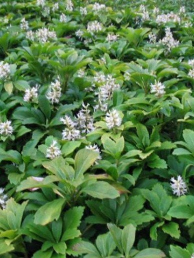 Pachysandra terminalis - Bodembedekker voor schaduw, Tuin en Terras, Ophalen, Bodembedekkers, Vaste plant, Volledige schaduw