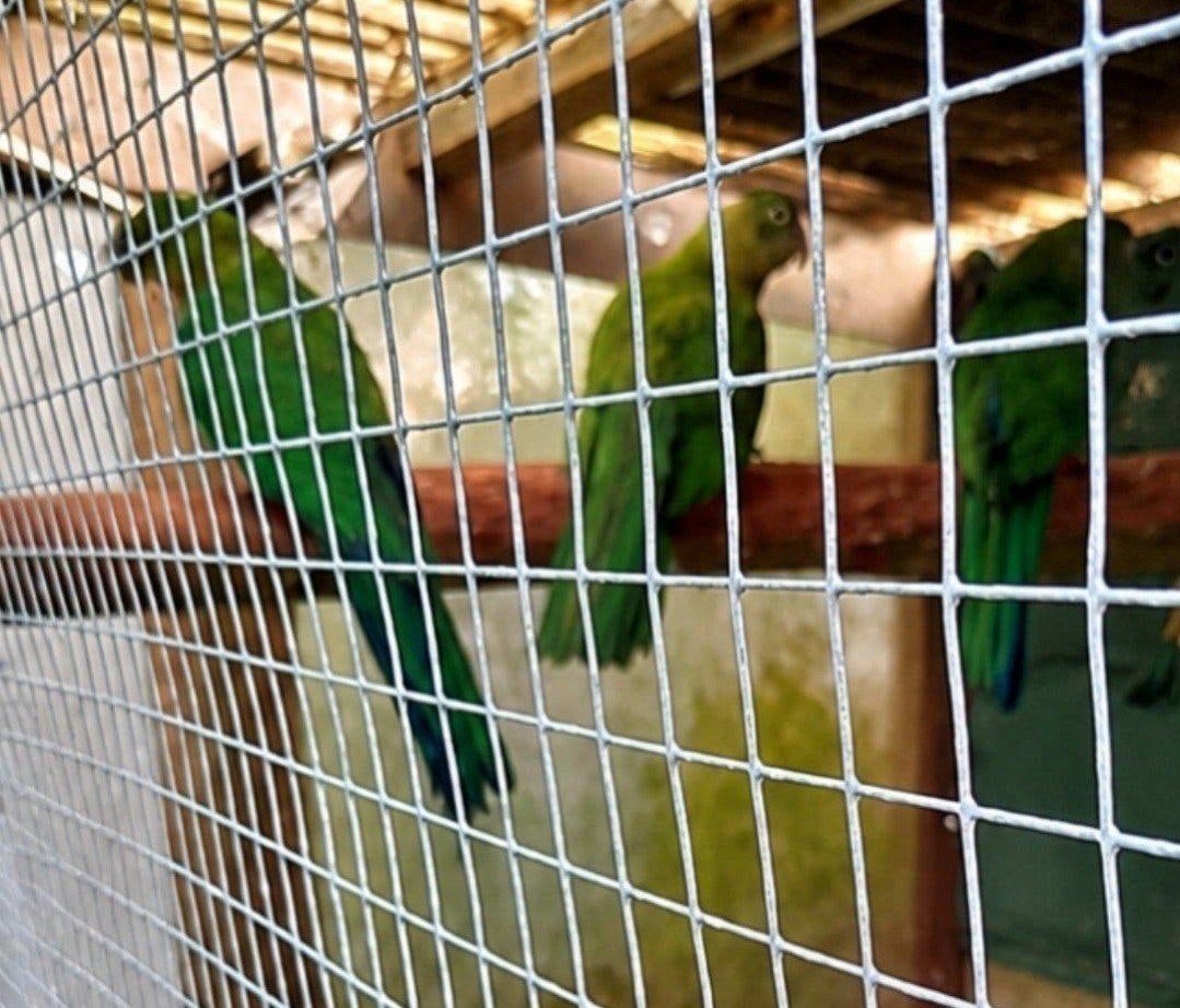 koningsparkieten, Dieren en Toebehoren, Meerdere dieren, Papegaai