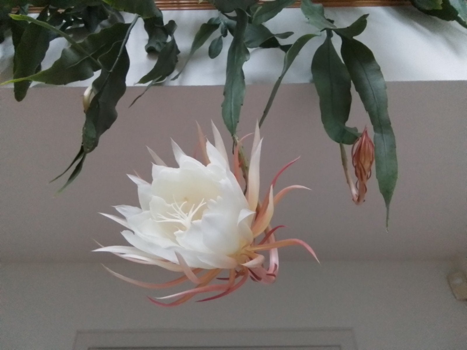 Nachtkoningin / epiphyllum oxypetalum gewortelde stekken, Ophalen of Verzenden, Halfschaduw, Minder dan 100 cm