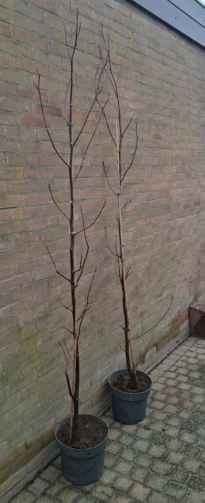 Vanaf 1/11 Liriondon tulipfera 160/180cm Tulpenboom, Tuin en Terras, Overige soorten, 100 tot 250 cm, Zomer, Ophalen