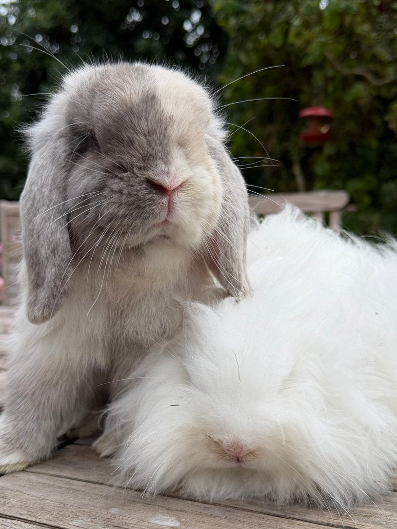 Lief konijnenkoppel Franny (Minilop) & Missy (Teddy dwerg), Meerdere dieren, Dwerg, Hangoor, 0 tot 2 jaar