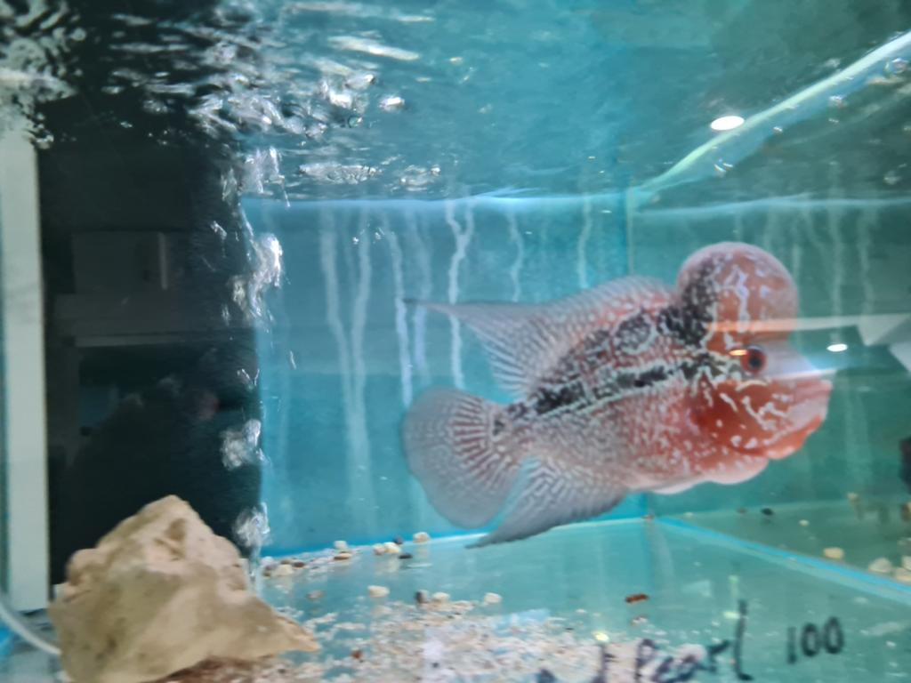 Flowerhorn Red Pearl Cichlide, Dieren en Toebehoren, Vis, Zoetwatervis