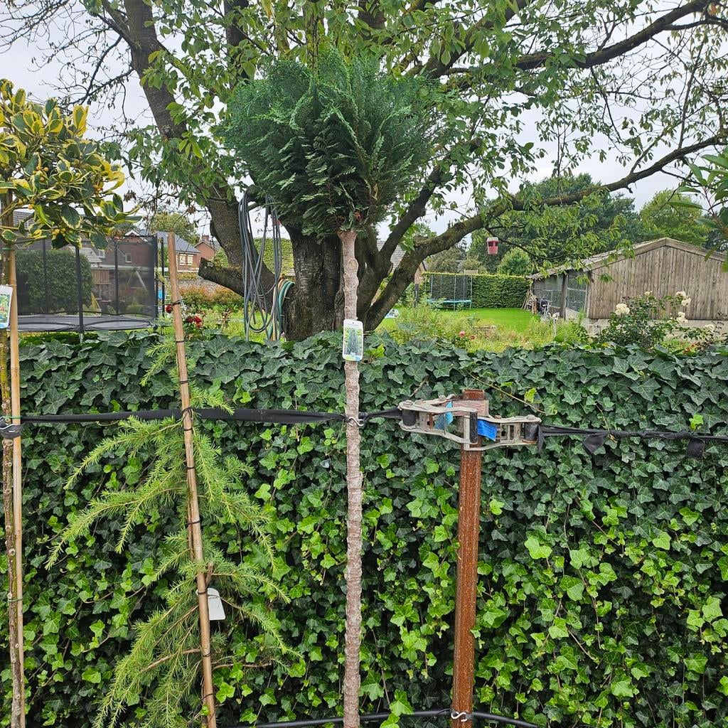 Californische Cipres op Stam - Chamaecyparis Lawsoniana, Tuin en Terras, Volle zon, Vaste plant, Bloeit niet, Ophalen