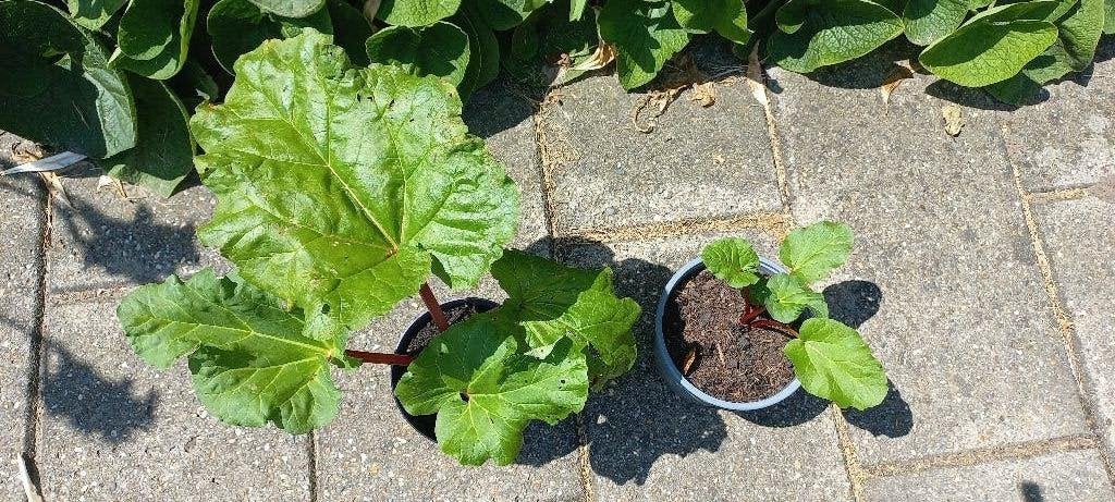 Rabarber 5 euro per plant, Tuin en Terras, Planten | Tuinplanten, Volle zon, Vaste plant, Lente, Ophalen