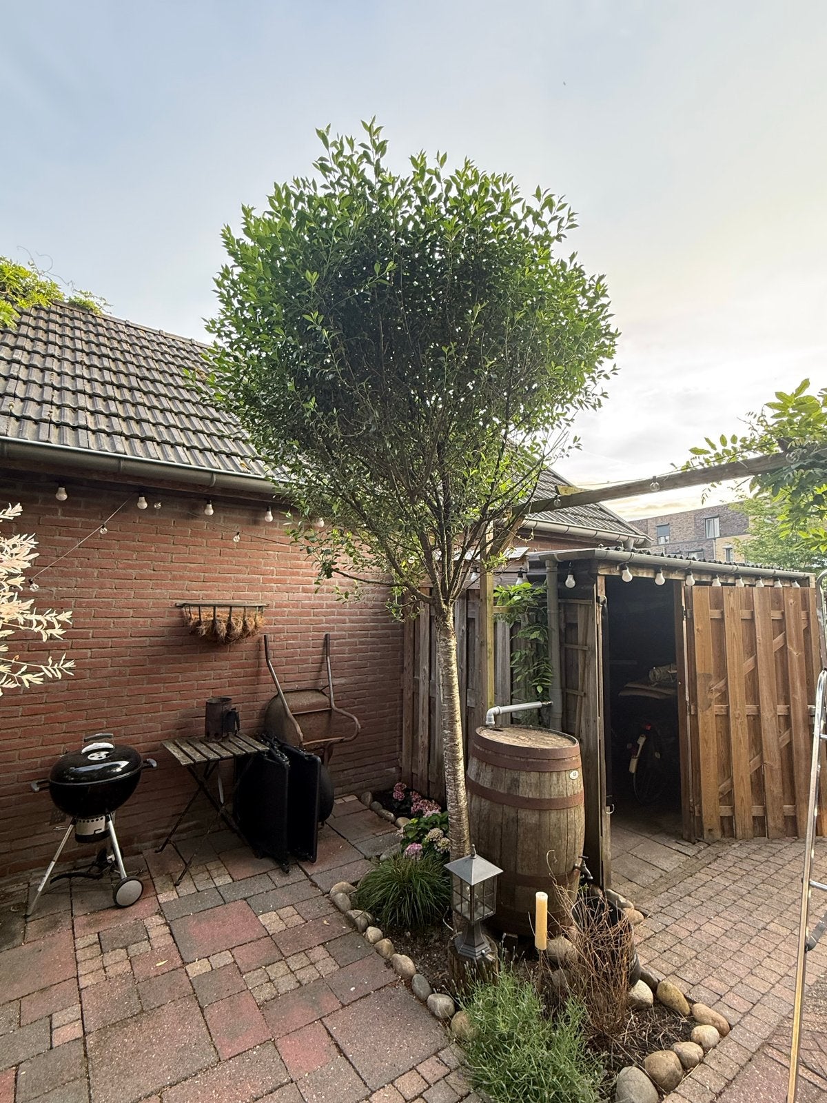 Prachtige boom voor uw tuin - gratis af te halen, Tuin en Terras, Ophalen, Bloeit niet, Halfschaduw, Overige soorten