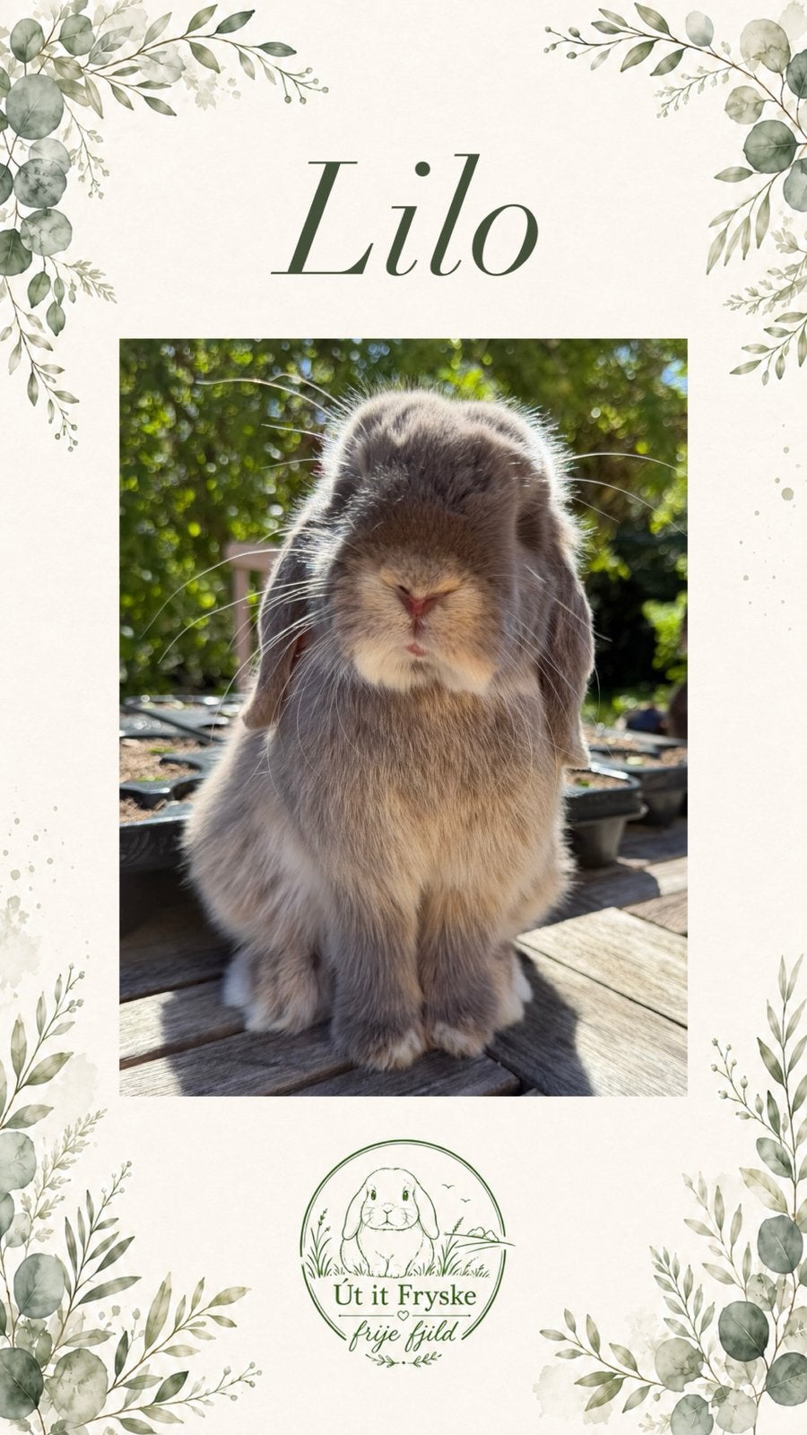 Super knappe teddy dwerg en minilop rammen en een voedster, Dieren en Toebehoren, Konijnen, Meerdere dieren, Dwerg, 0 tot 2 jaar