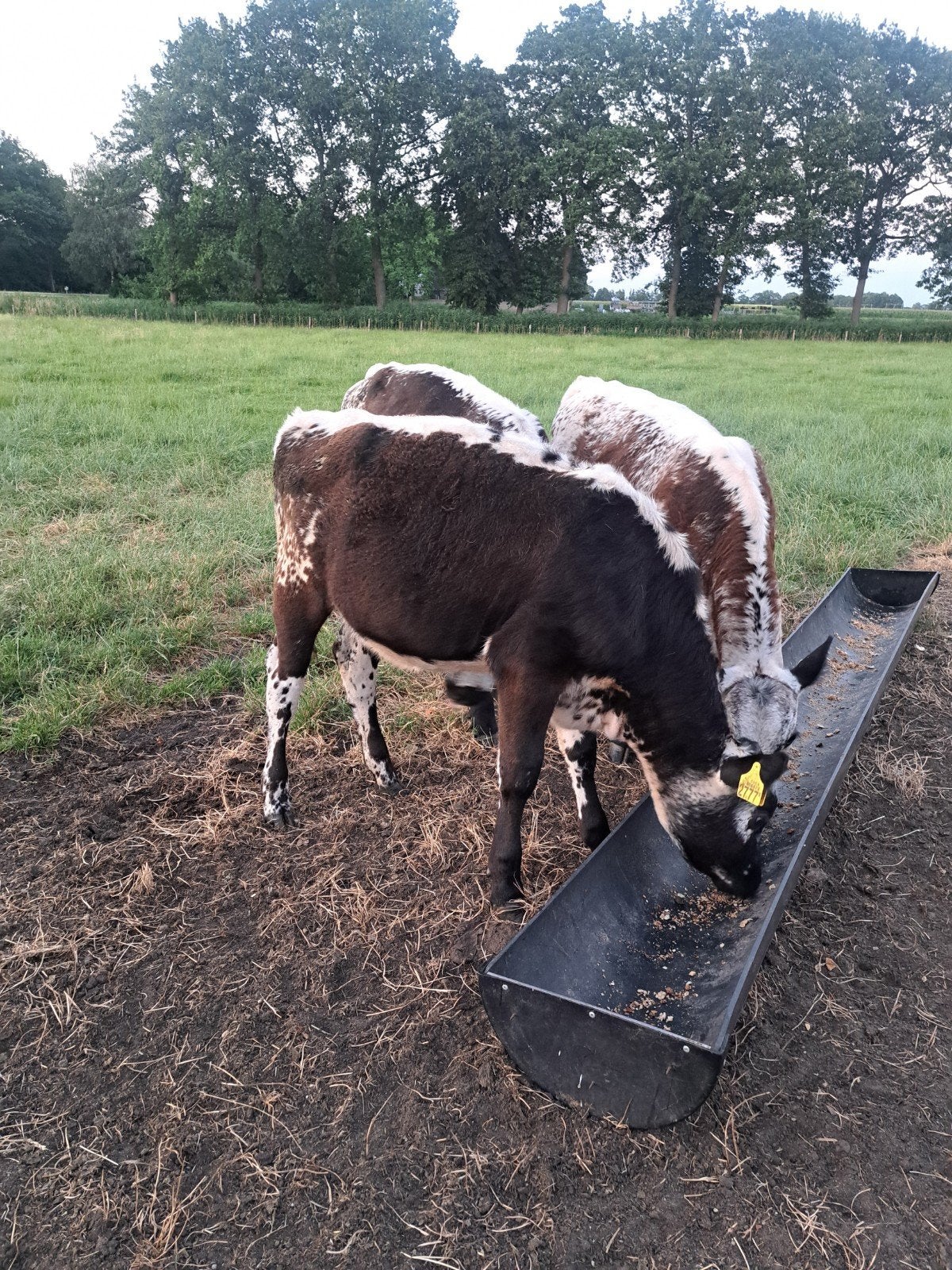 Witrug vaarskalf.  Speckelpark., Dieren en Toebehoren, Runderen, Vrouwelijk