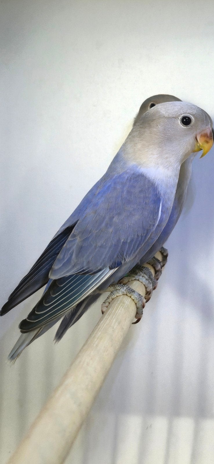 3 mooie jonge roseicollies, Dieren en Toebehoren, Meerdere dieren, Dwergpapegaai of Agapornis, Geringd