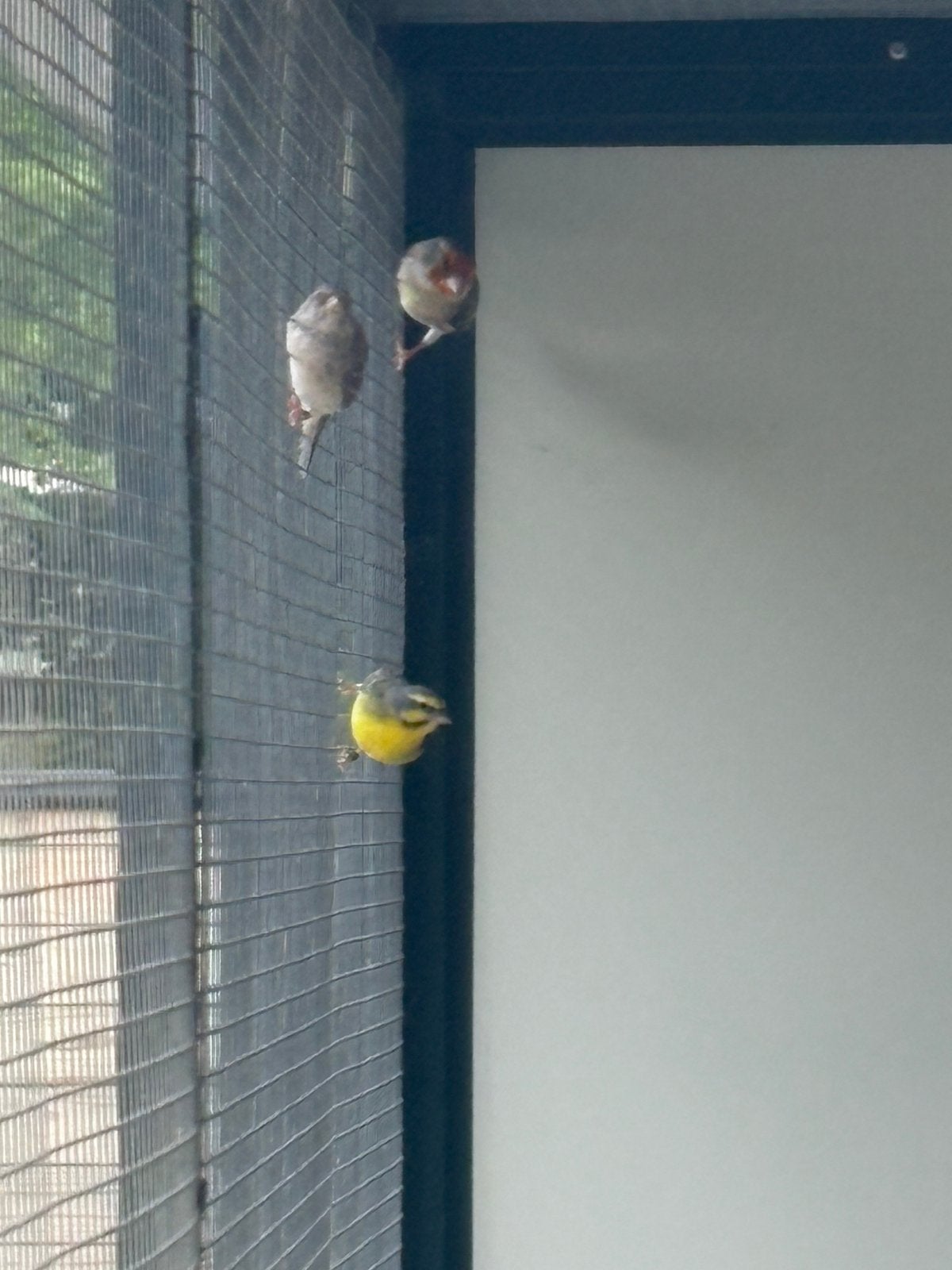 Zangers, Mannelijk, Wildzangvogel, Geringd
