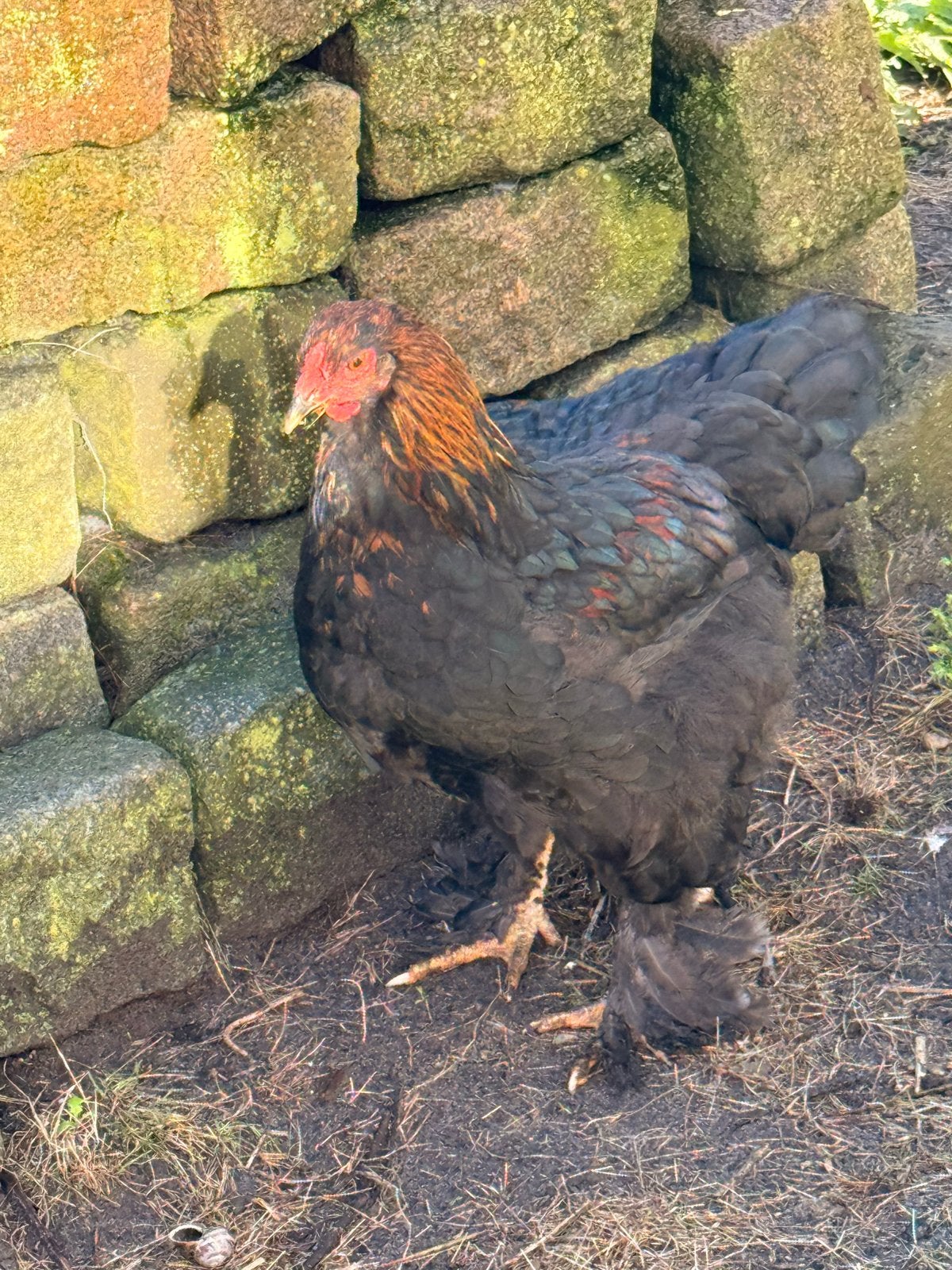 Jonge brahma haan zoekt nieuw toompje, Dieren en Toebehoren, Mannelijk, Kip