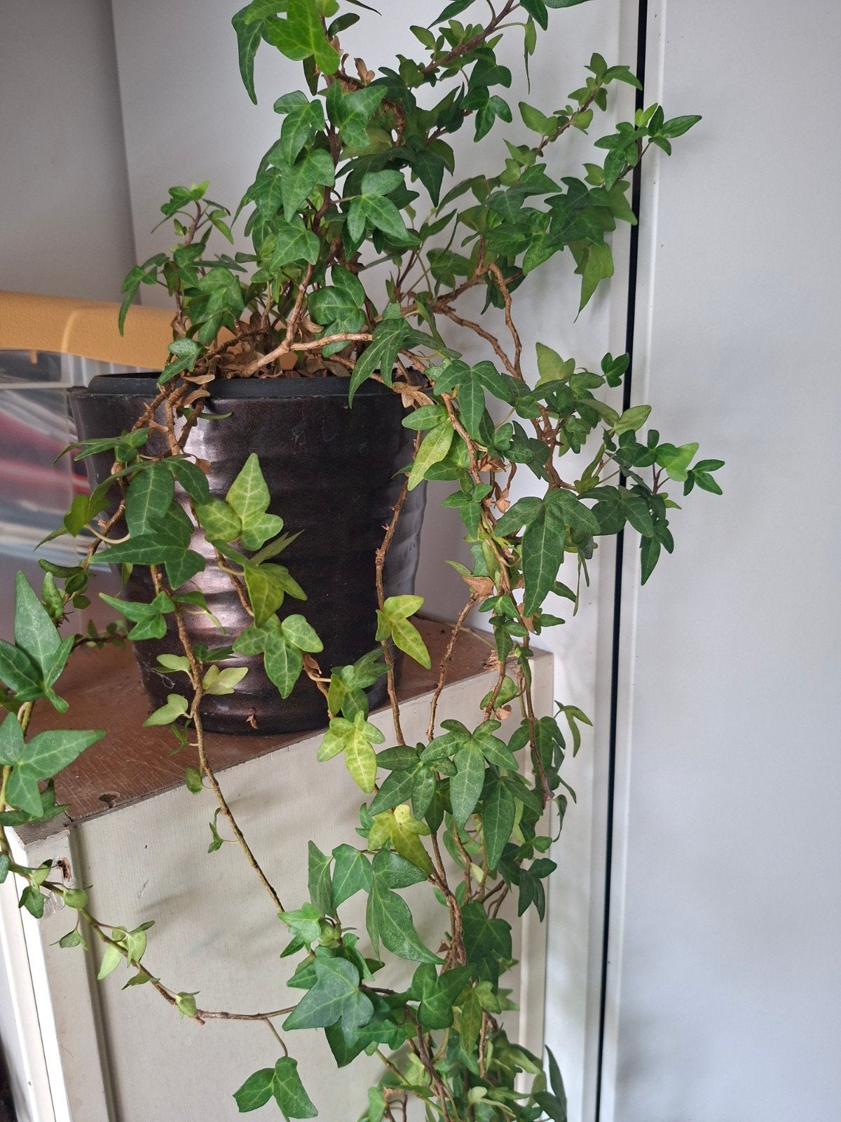 Klimop (Hedera helix) in pot, Ophalen, 100 tot 150 cm, Overige soorten, Halfschaduw