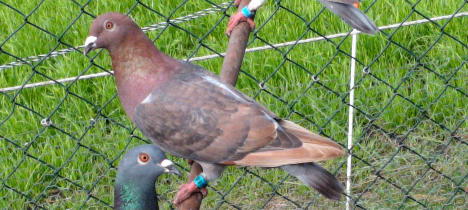Te koop kleurpostduif., Geslacht onbekend, Postduif