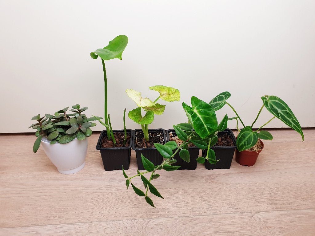 Set baby kamerplantjes, succulent, anthurium, monstera, Ophalen, Overige soorten, Halfschaduw, In pot