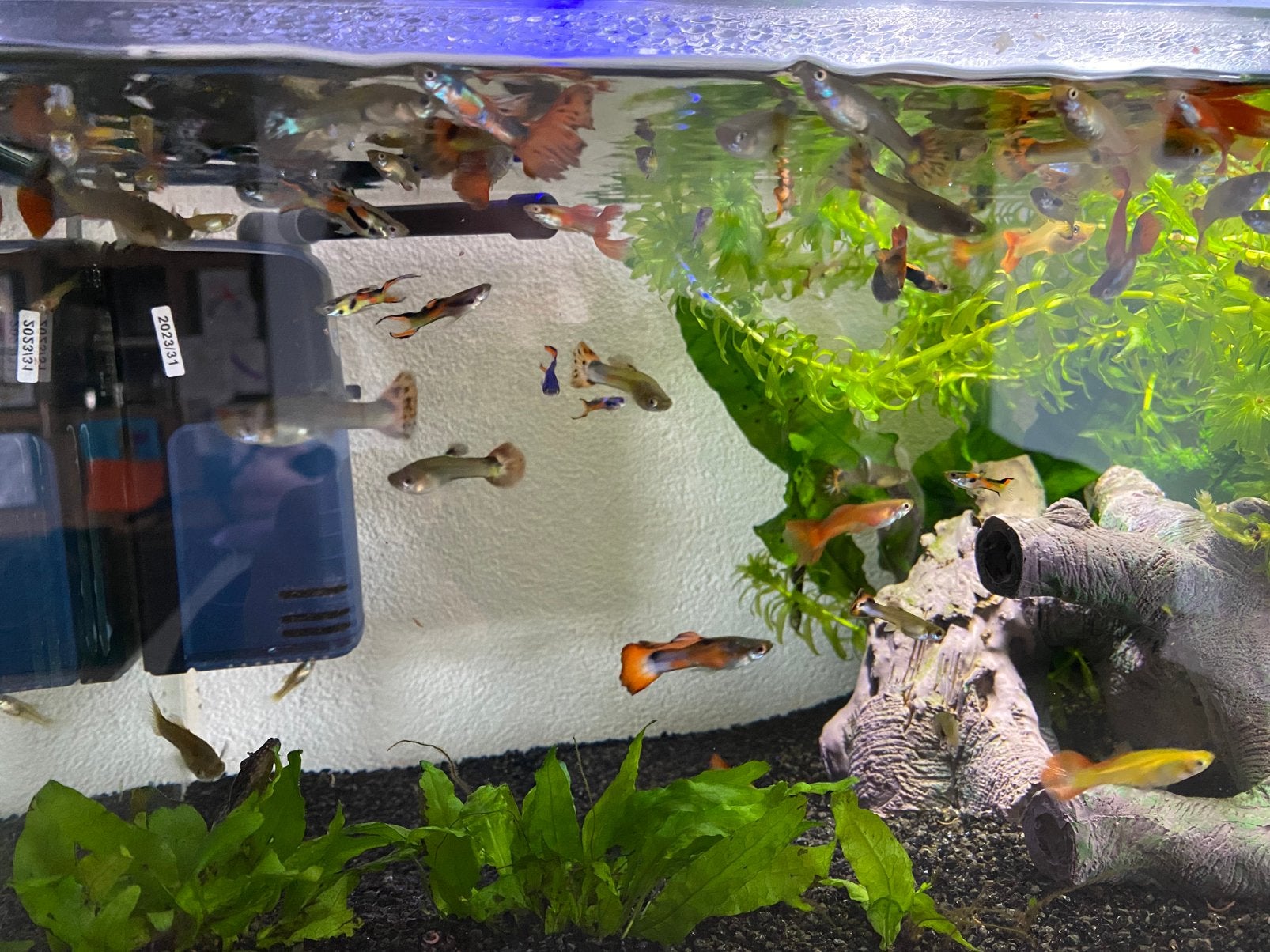 Te koop guppys, Vis