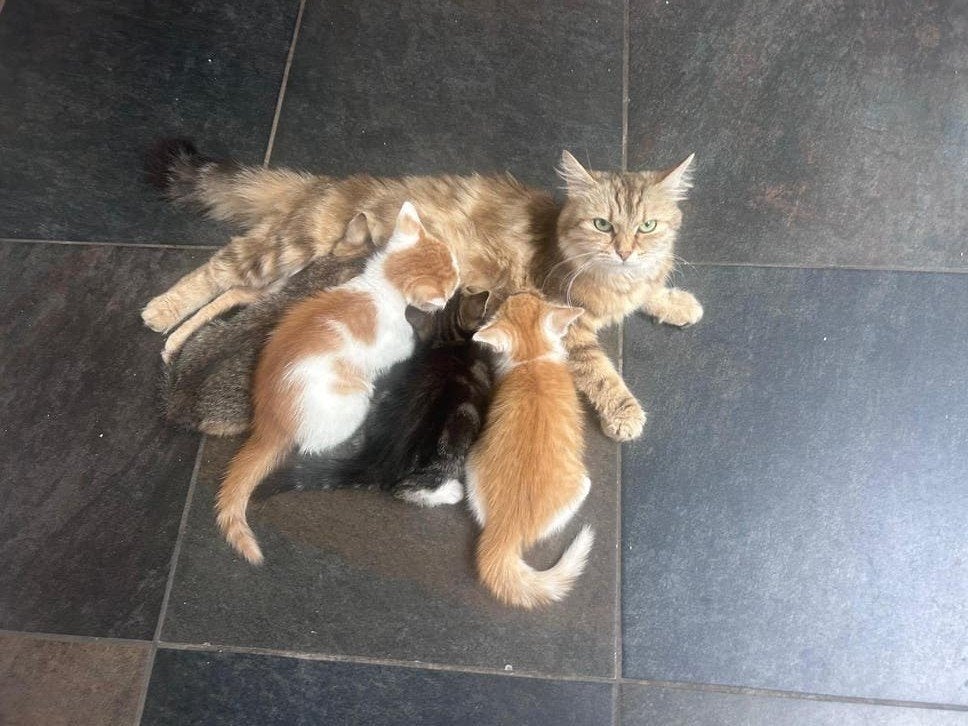 Kruising Siberische kitten, Dieren en Toebehoren, Katten en Kittens | Raskatten | Korthaar, Meerdere dieren, Ontwormd, 0 tot 2 jaar
