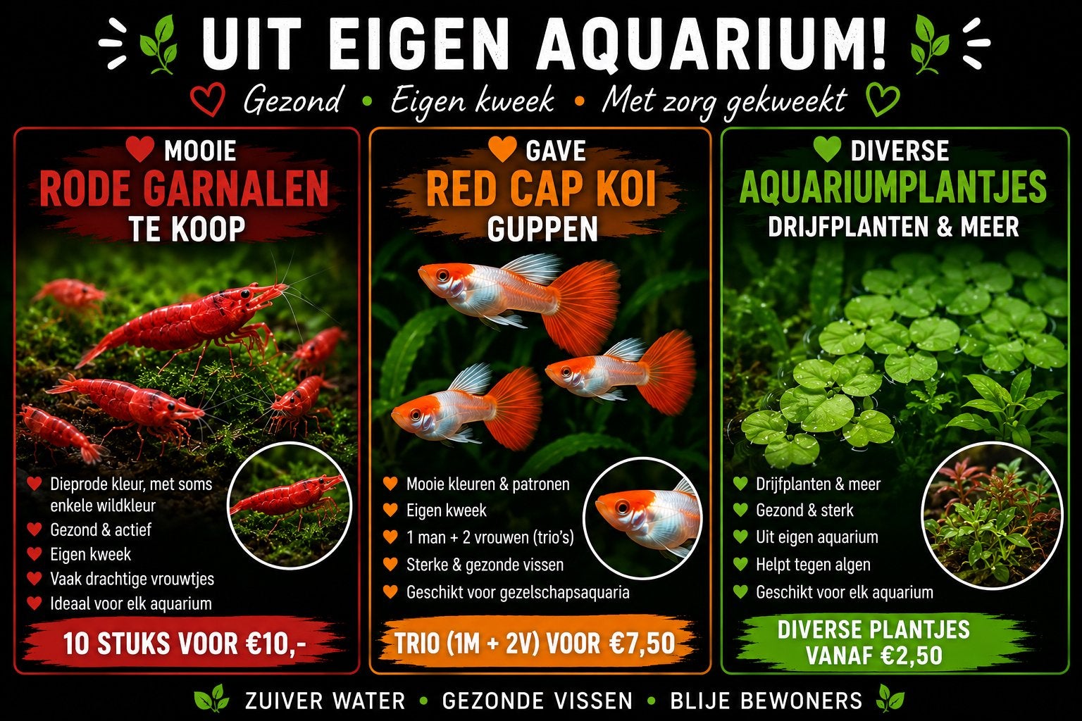 🦐 Leuke kweekgroep rode garnalen sakura cherry vuur, Dieren en Toebehoren, Vissen | Aquariumvissen, Kreeft, Krab of Garnaal, Zoetwatervis