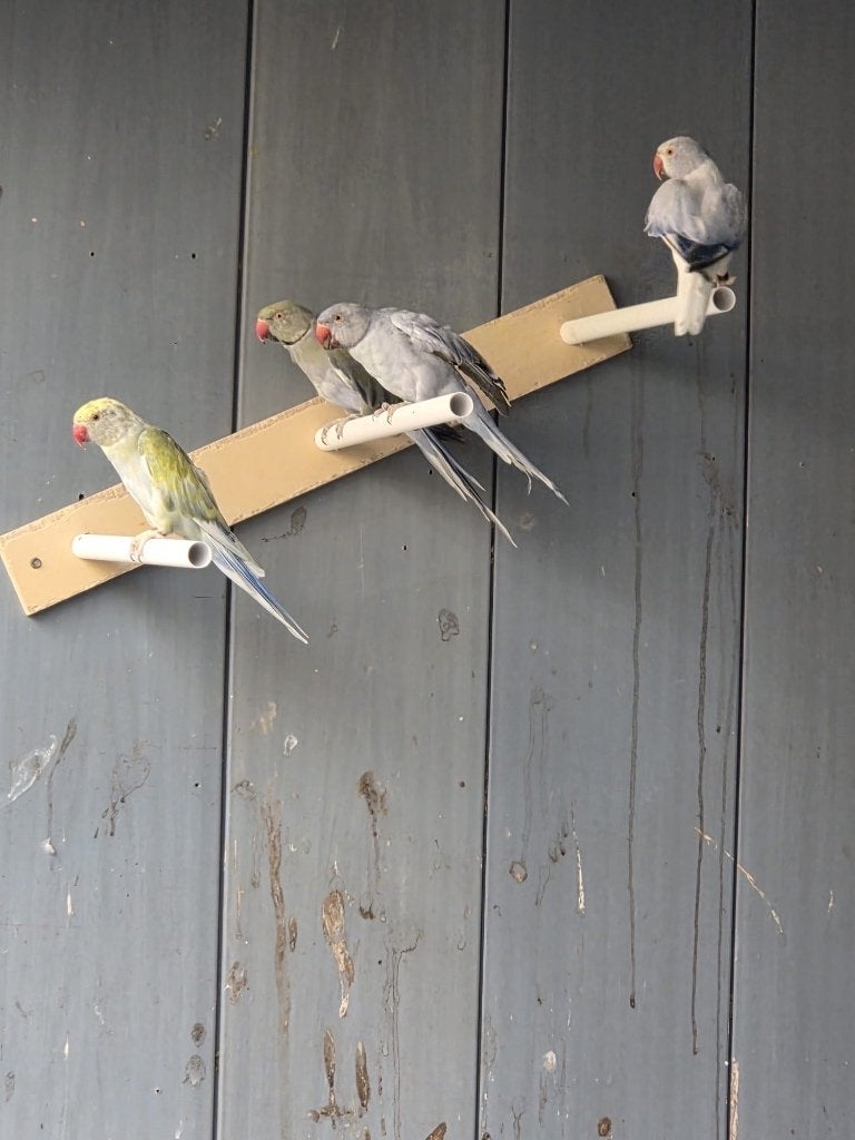 Halsband parkieten,halsbanden, Dieren en Toebehoren, Vogels | Parkieten en Papegaaien, Meerdere dieren, Parkiet