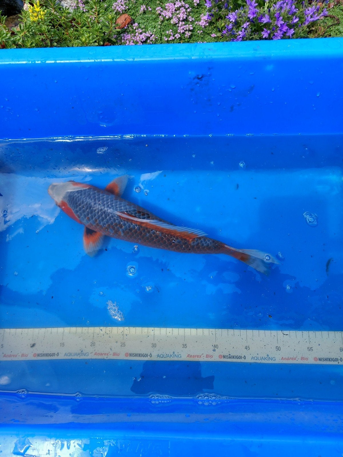 Koi asagi 40cm prachtige vis, Dieren en Toebehoren, Karper of Koi