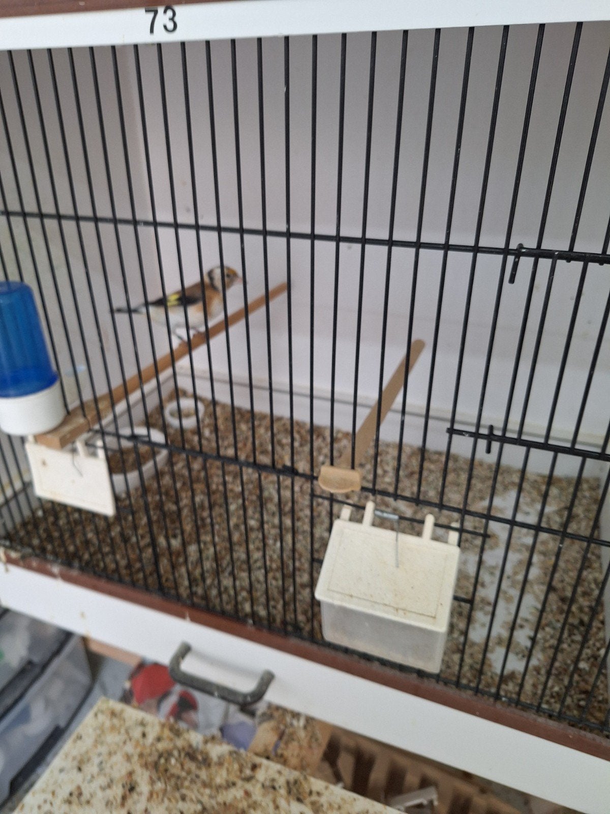 jonge majoor putter, Dieren en Toebehoren, Vogels | Overige Vogels, Geslacht onbekend, Wildzangvogel, Geringd