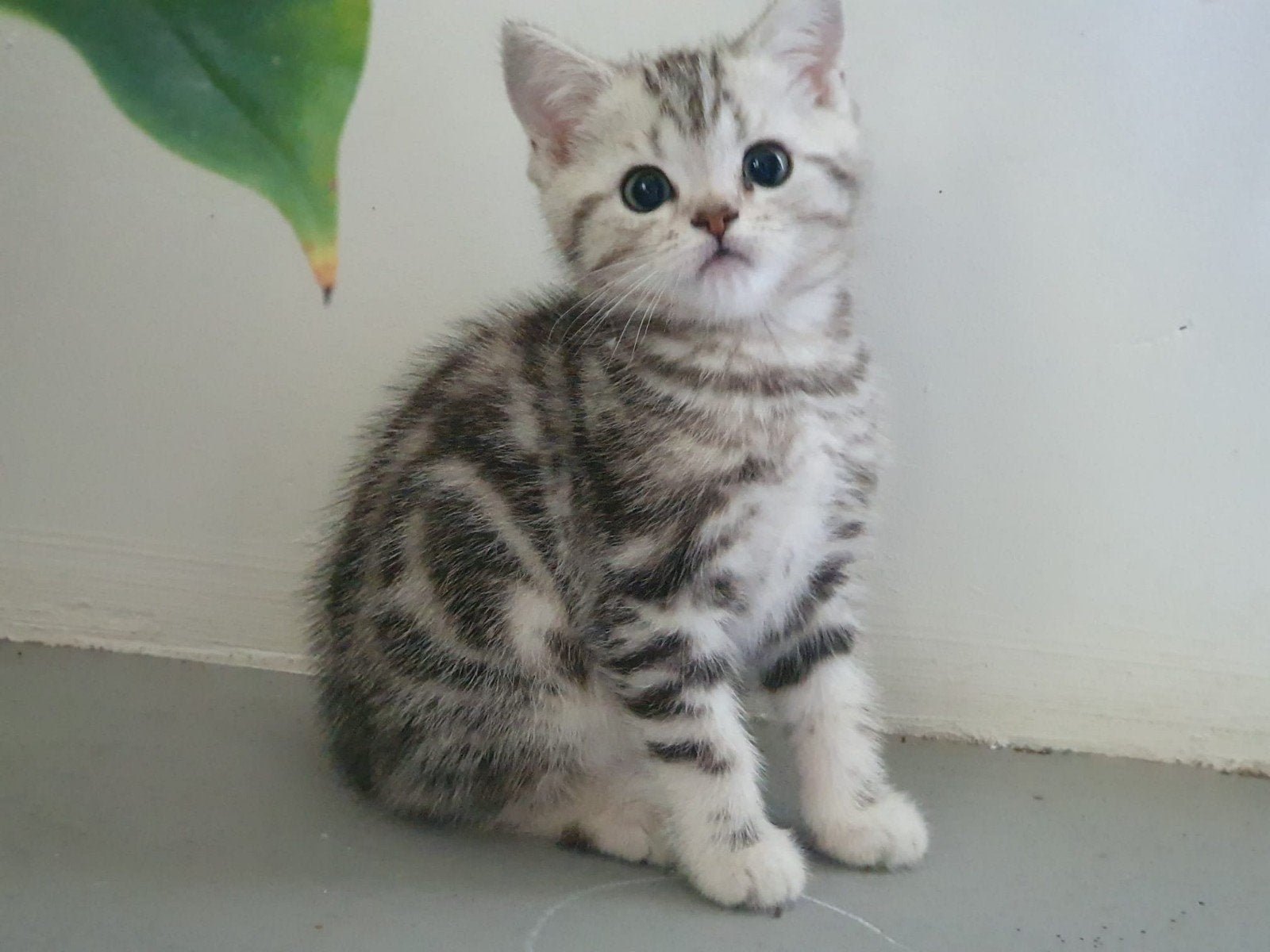Prachtige Brits Korthaar kittens, Meerdere dieren, Ontwormd, 0 tot 2 jaar
