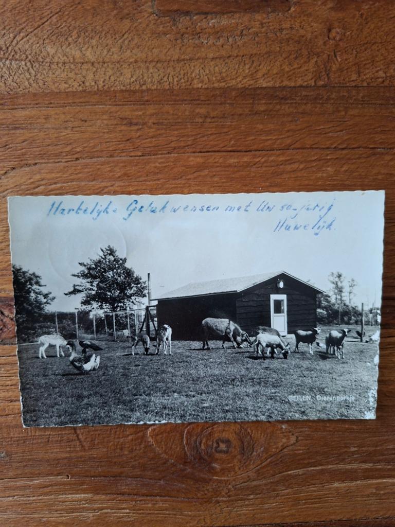 Oude Ansichtkaart Beilen Dierenpark met geiten, Verzamelen, Ophalen of Verzenden, 1960 tot 1980, Gelopen, Drenthe