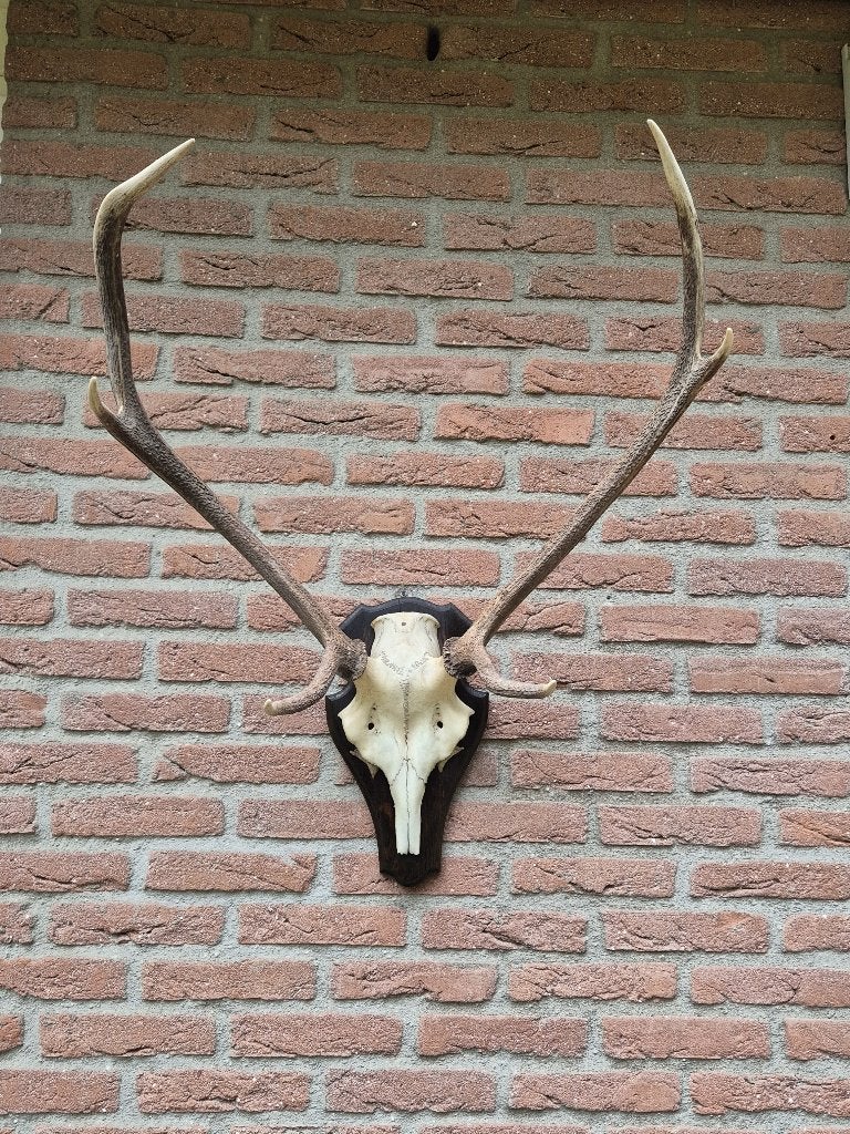 Prachtig Antiek Edelhert Gewei uit 1935 Jacht Mancave f89, Ophalen, Gebruikt, Hert, Gewei of Kop