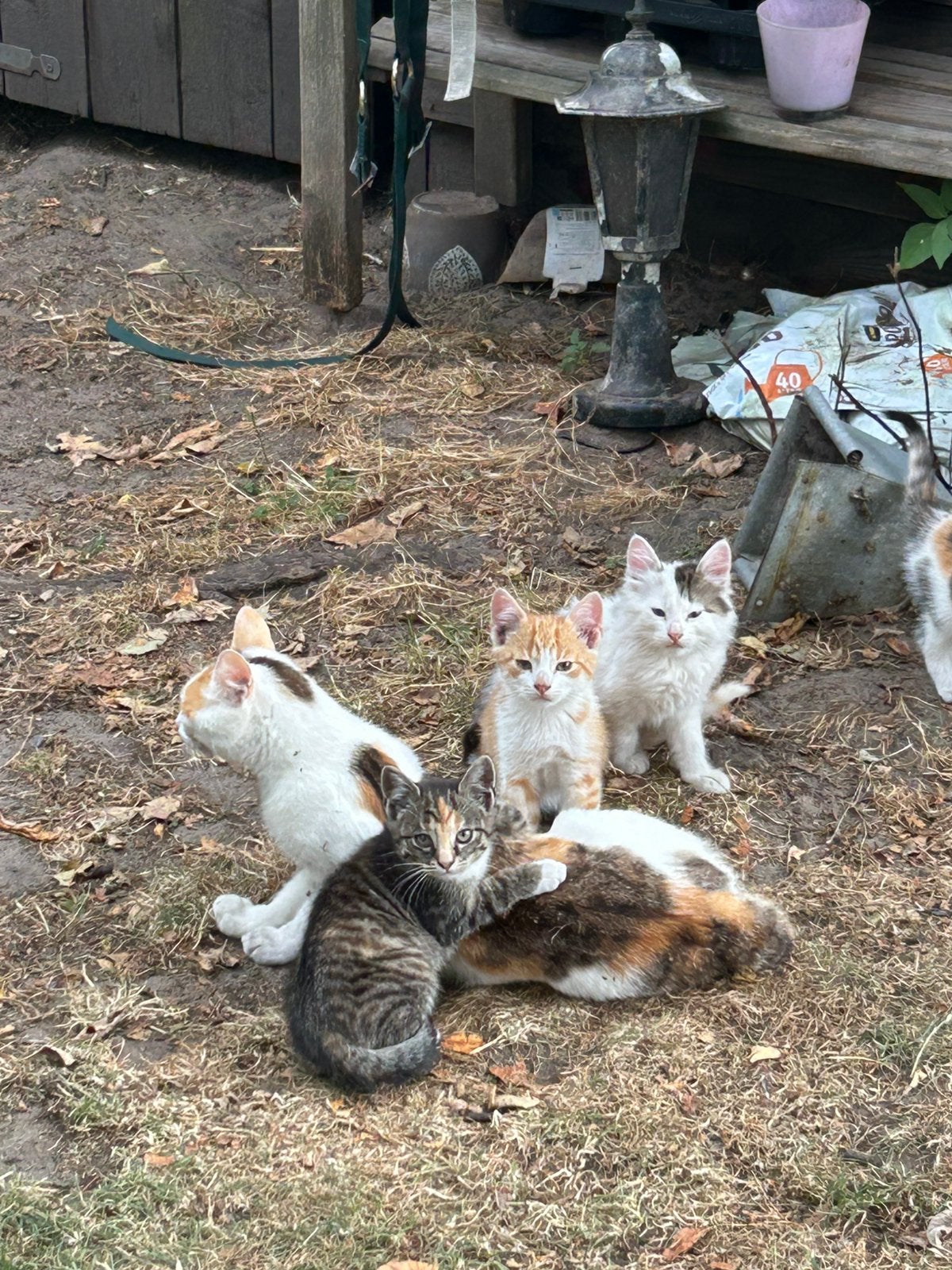 Leuke poesjes, Poes
