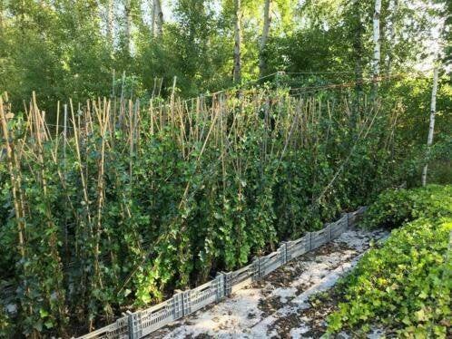 opgestokte Hedera 130-150, Ophalen, Vaste plant, Halfschaduw, Klimplanten
