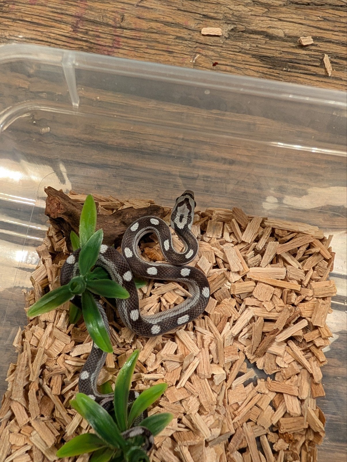 Super mooie korenslangen (genen bommetjes) Corn Snake photo 11
