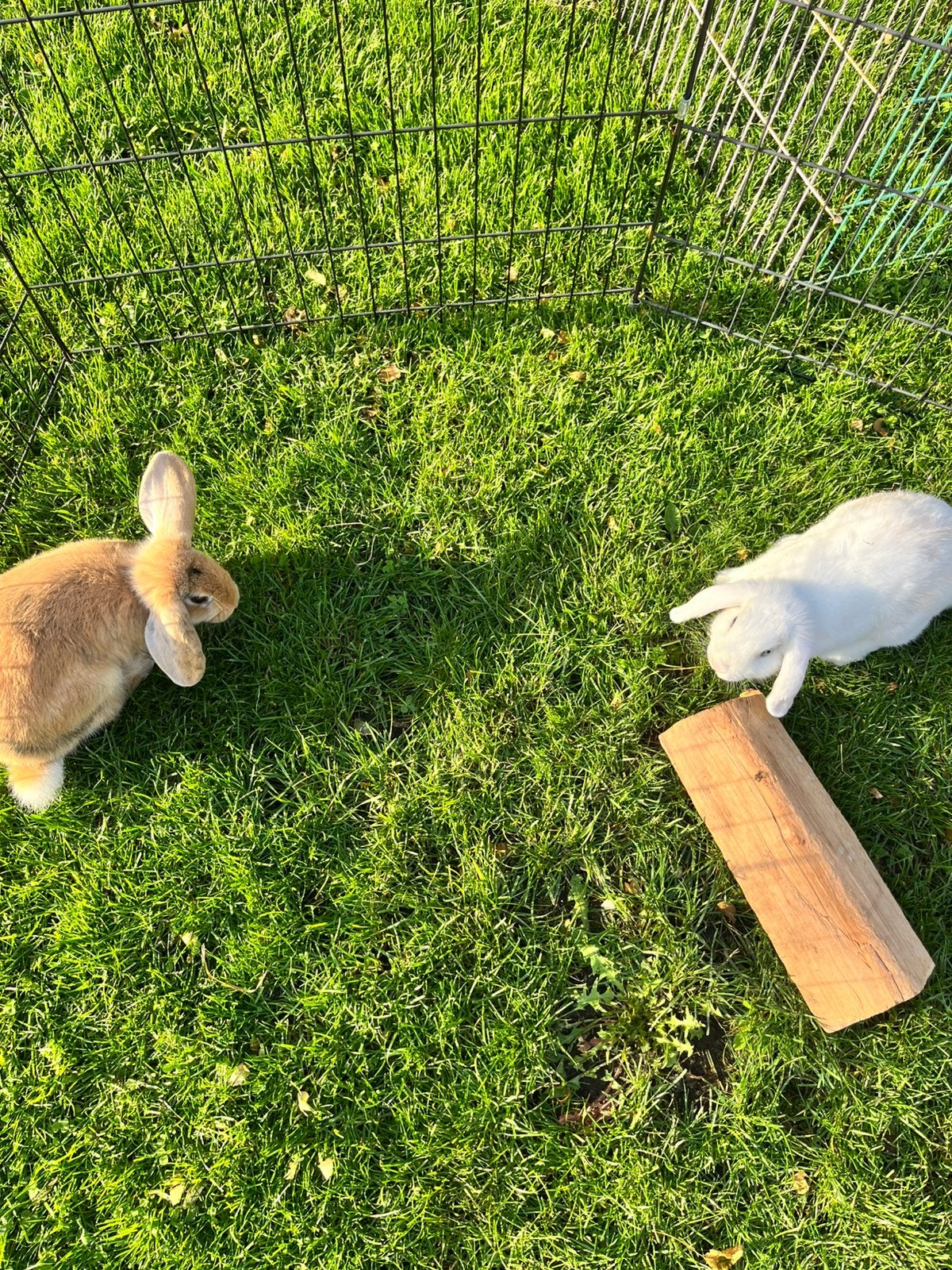 Twee gozonde rammen, Dieren en Toebehoren, Mannelijk, Dwerg