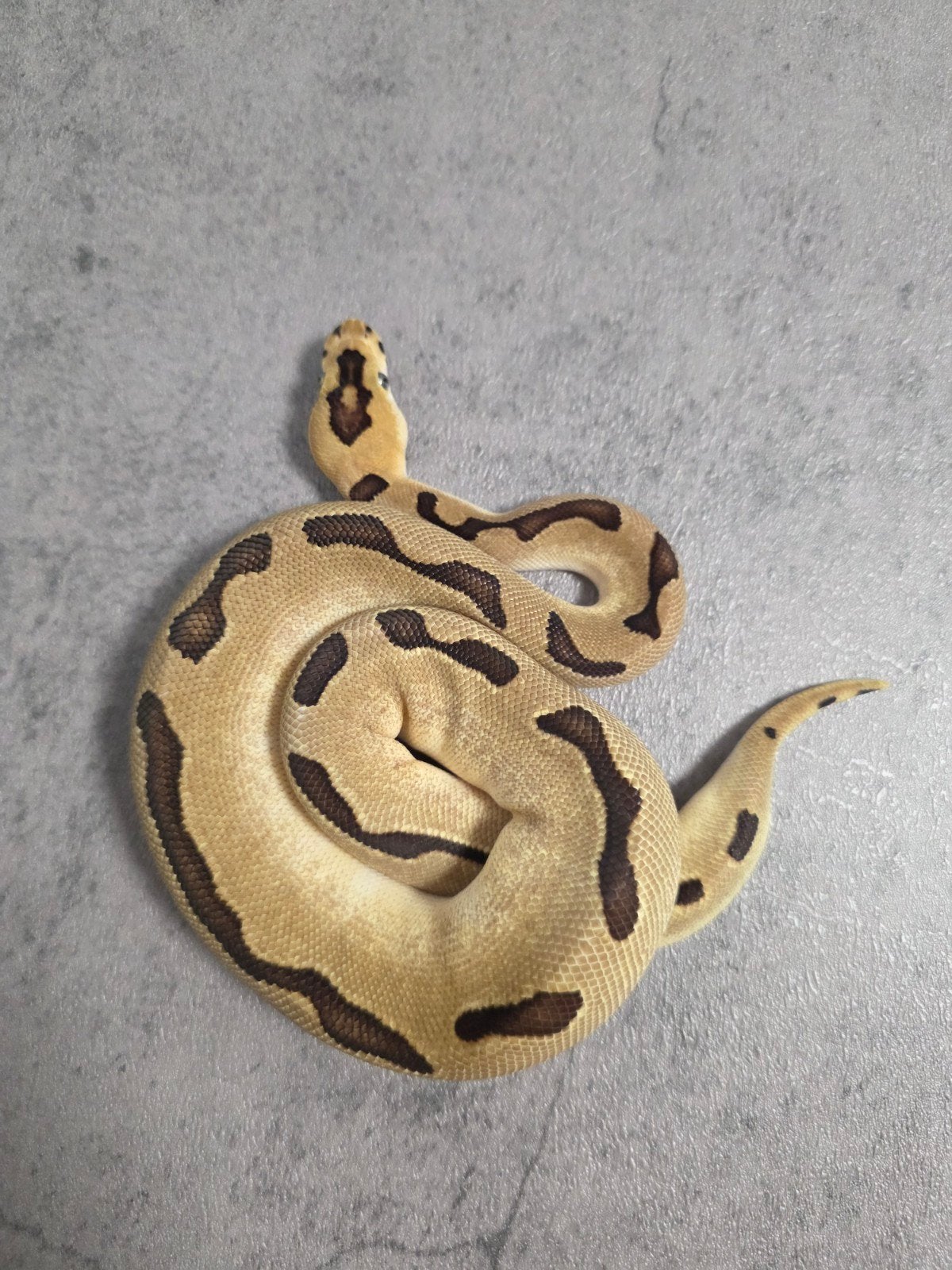 ♀️️Batman Enchi Blade Ball Python photo 4
