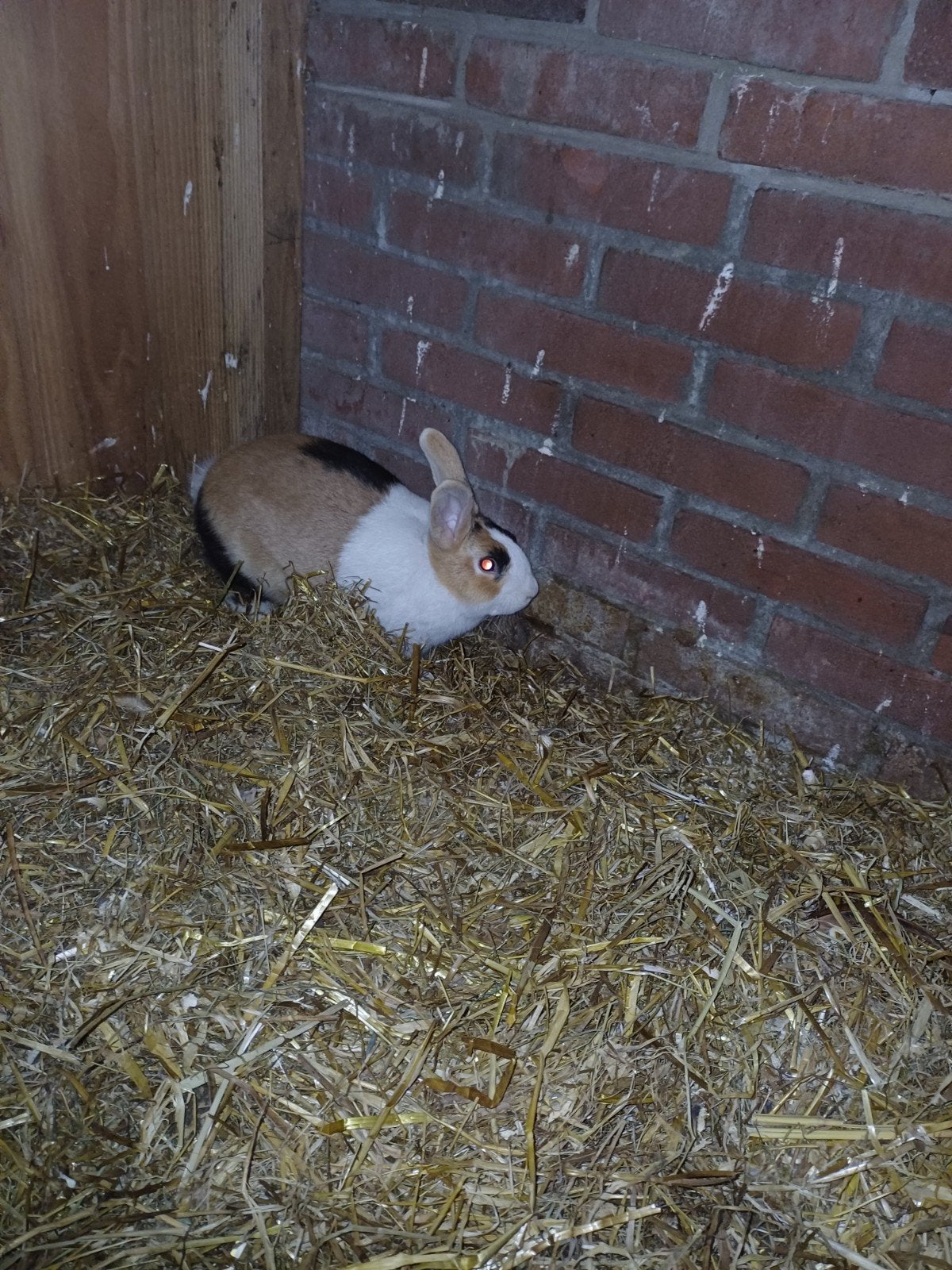 dwergkoijn, Dieren en Toebehoren, Konijnen, Vrouwelijk, Dwerg