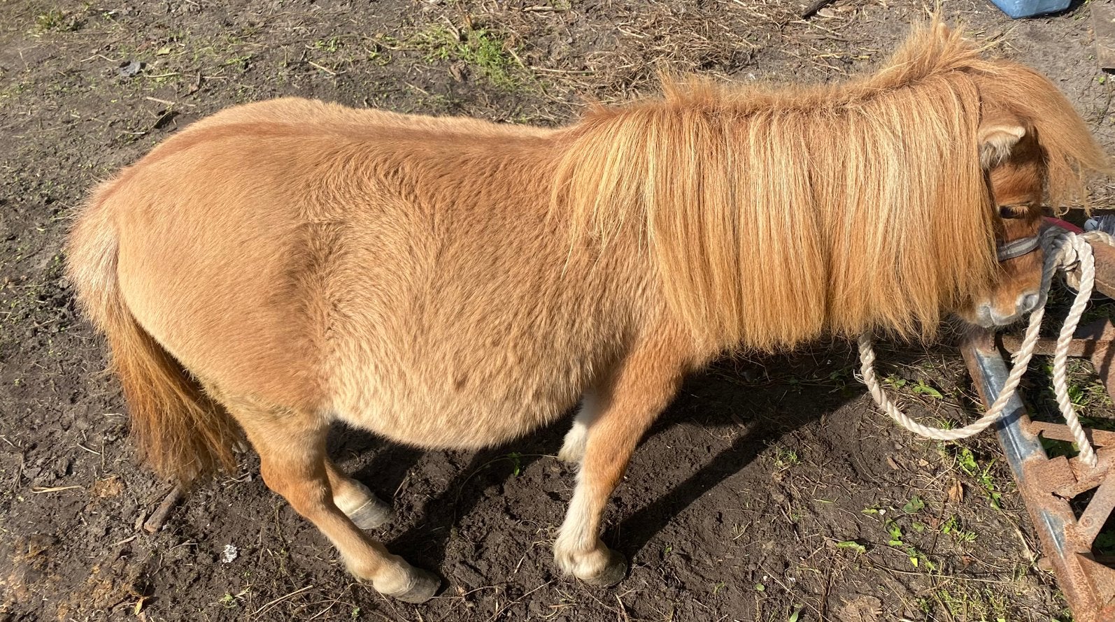 Tekoop 2 leuke shetlander merries, Merrie