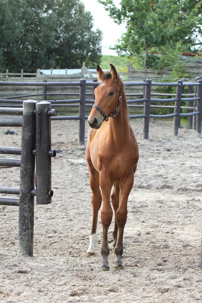 veulen te koop, Dieren en Toebehoren, Springpaard, Minder dan 160 cm, Met stamboom, Niet van toepassing