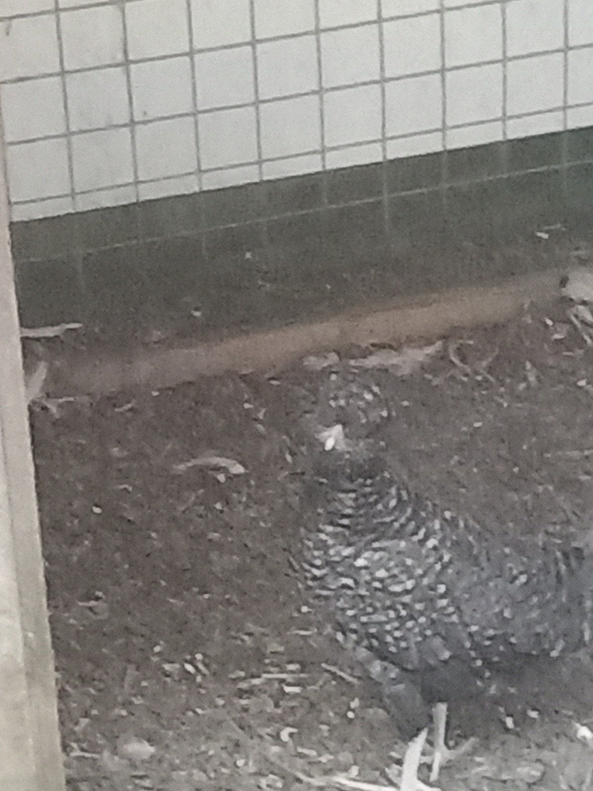 Kuifhoen koekoek 2 x kriel hen, Vrouwelijk, Kip