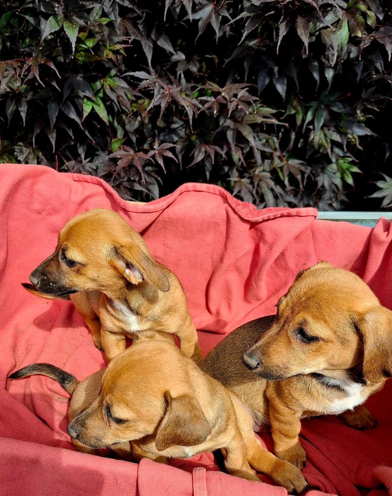 Mooie jack russell pups / puppy s, Jack Russell Terriër, 8 tot 15 weken, Meerdere, Meerdere dieren
