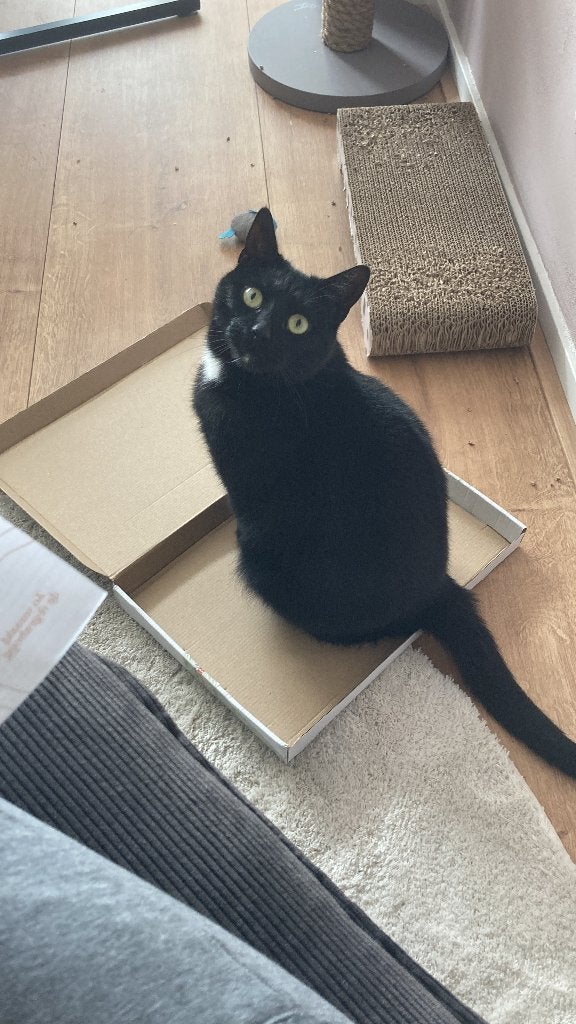 Herplaatsing poes van 8 jaar, Poes, Gechipt, 6 jaar of ouder