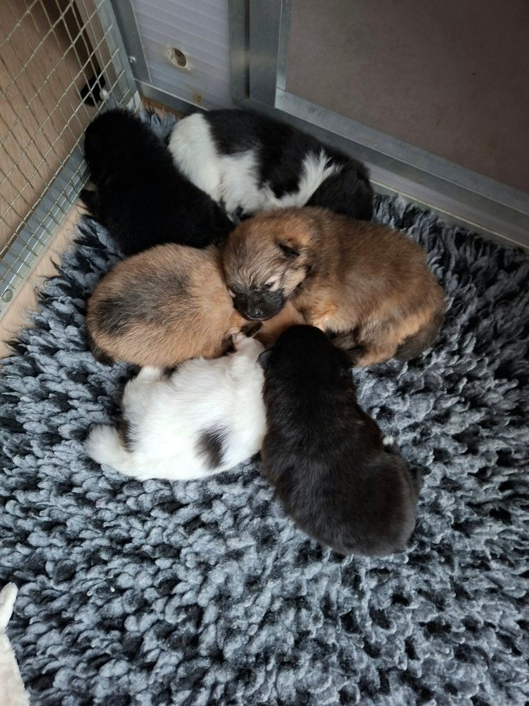 Pommeriaan pups, Dieren en Toebehoren, Overige rassen, 8 tot 15 weken, Meerdere, Meerdere dieren