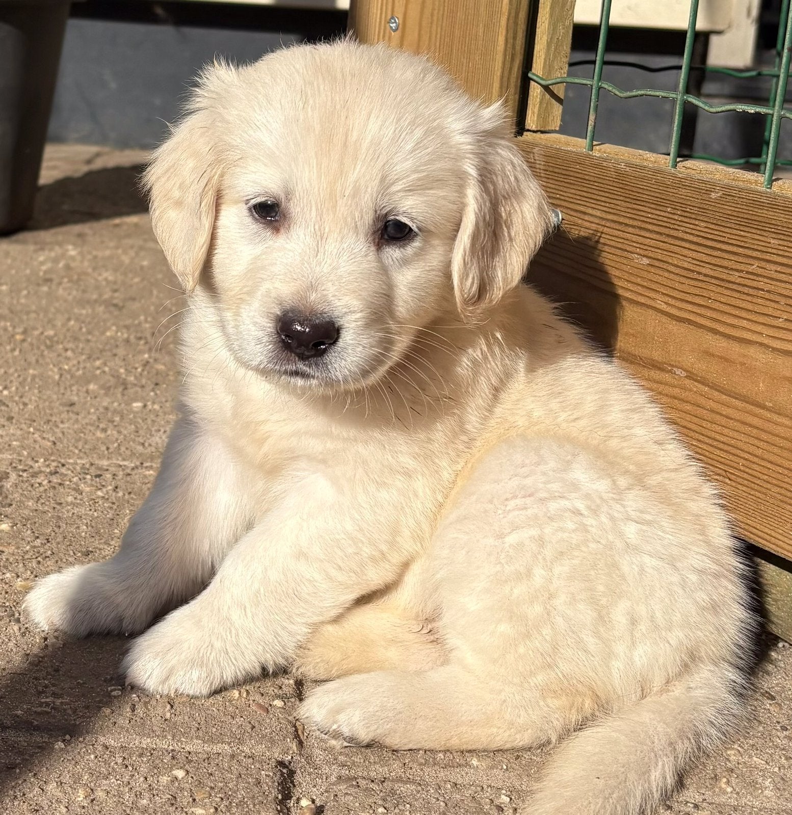 Golden retriever pups, Golden retriever, CDV (hondenziekte), 8 tot 15 weken, Meerdere