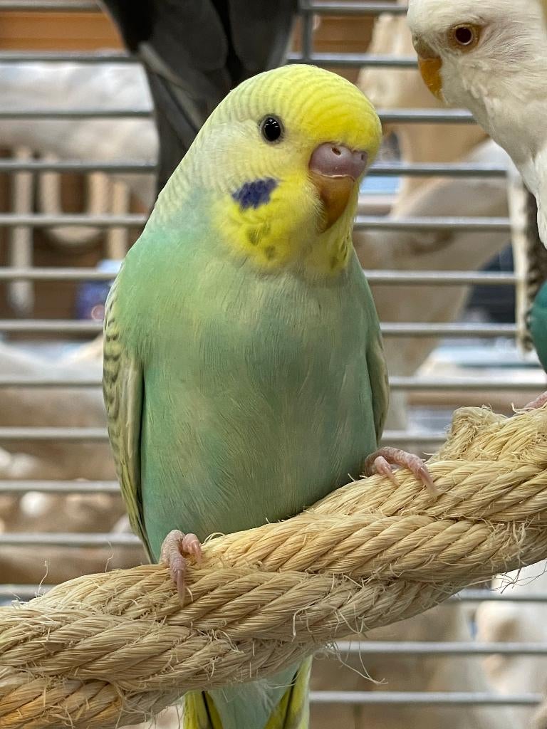 Jonge Baby Grasparkieten | Div. Kleuren, Dieren en Toebehoren, Vogels | Parkieten en Papegaaien, Meerdere dieren, Parkiet, Pratend