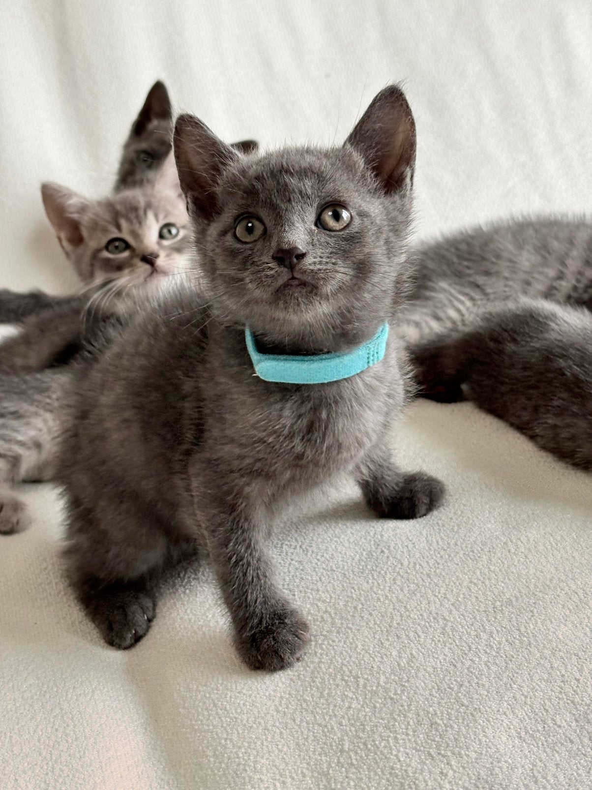 Britse Korthaar / British Shorthair Kitten, Kater, Ontwormd, 0 tot 2 jaar
