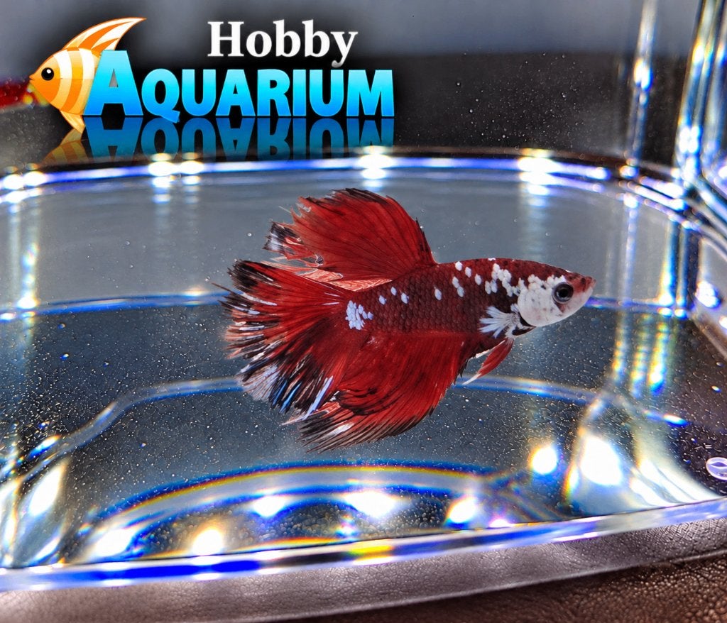Hobbyaquarium Betta Splendes ruime keuze Zon 25 okt 12/17u, Vis, Zoetwatervis