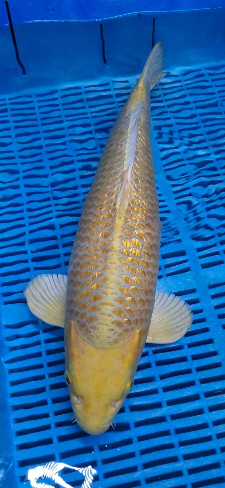 VHQ Ginrin Yamabuki 45 / 50 nisai, Karper of Koi